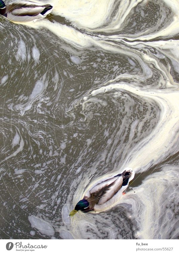 Münchner Stadtwerke Tier München Schlamm Vogel Ente Wasser buchstabe m dreckig