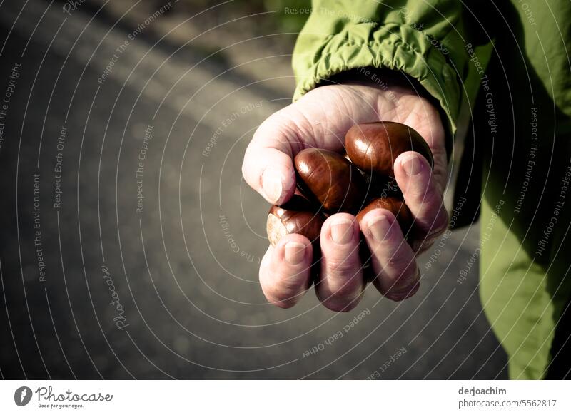 Eine Frau hält in der rechten  Hand gesammelte Kastanien. kastanien sammeln Herbst Herbstgefühle Außenaufnahme Herbstfärbung natürlich braun Farbfoto herbstlich