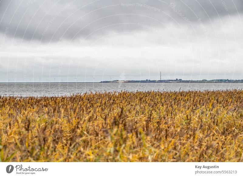 Nationalpark Wattenmeer vor Sylt Insel Sylt Nordseeküste Naturschutzgebiet Nordseeinsel Schleswig Holstein Vogelschutzgebiet Außenaufnahme Sylt-Insel Farbfoto