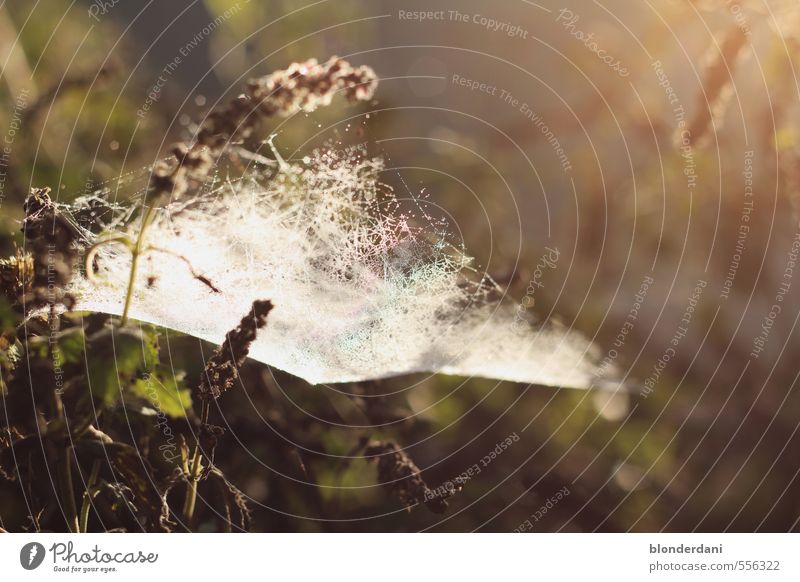 Netzwerk Natur Landschaft Schönes Wetter Glück ruhig Spinnennetz Blume spinnen Wiese Sonne Morgendämmerung eingesponnen Hinterhalt Farbfoto Außenaufnahme