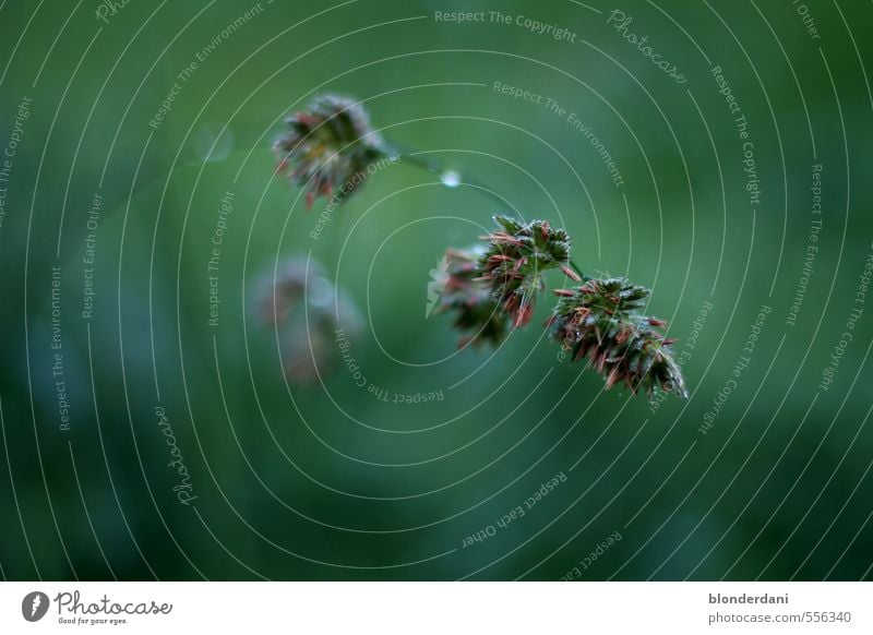 Graswipfel Wasser Sommer Herbst Nebel Regen Pflanze Blüte fallen festhalten glänzend Wachstum frisch Gesundheit nass Sauberkeit grün Halm Samen Wassertropfen