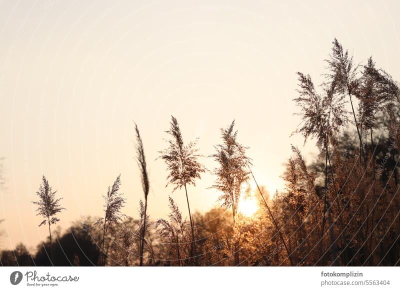 Schilfgras im goldenen Gegenlicht Gras Pampagras Wedeln Abend Abendstimmung Sonnenlicht Sonnenuntergang Licht Stimmung Dämmerung warm Glanz gelb sonnig