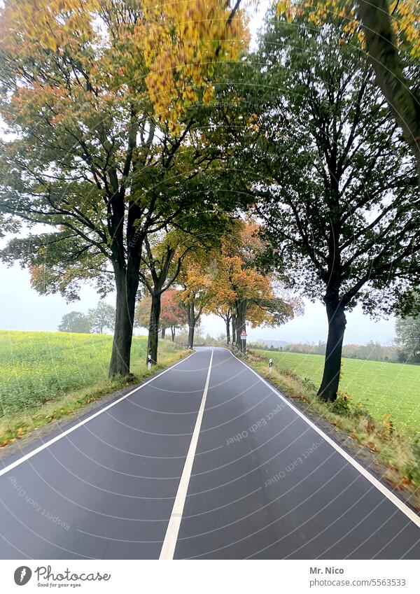 Landstraße Allee Umwelt Herbst Mittelstreifen Landschaft Baum zweispurig Straßenrand geradeaus außerorts Straßenverkehr Asphalt Wege & Pfade Fahrbahn Autofahren