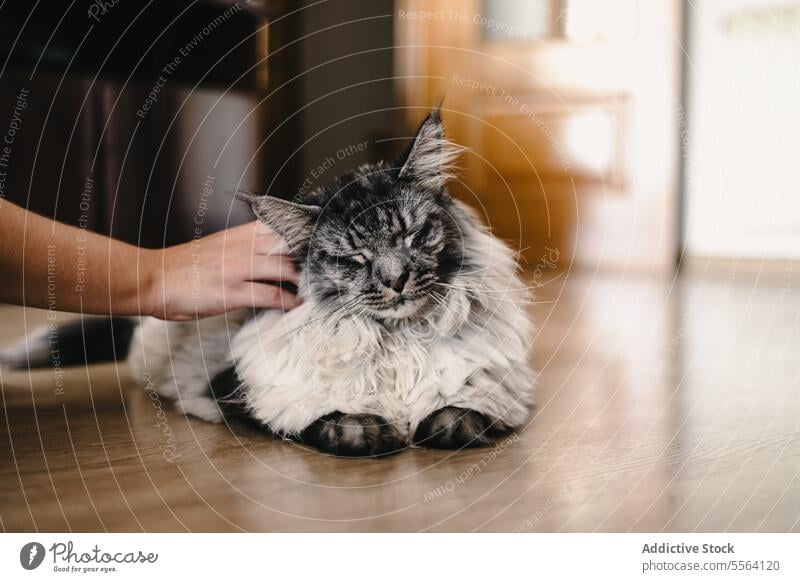 Crop anonyme Frau streichelt Katze Küche Haustier heimisch genießen heimwärts Tier Lifestyle zu Hause katzenhaft Streicheln bezaubernd charmant niedlich sanft