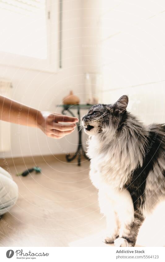 Anonyme Person füttert Katze Haustier Appartement Tier heimisch Kätzchen bezaubernd niedlich Säugetier Fell Fussel katzenhaft Komfort heimwärts flach