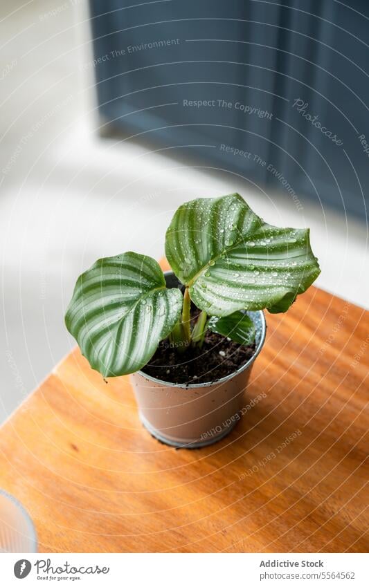 Getopfte Calathea auf Holztisch calathea Pflanze Topf Wasser vegetieren Hausgarten Blatt kultivieren wachsen Wachstum Tau Laubwerk organisch Natur grün Flora