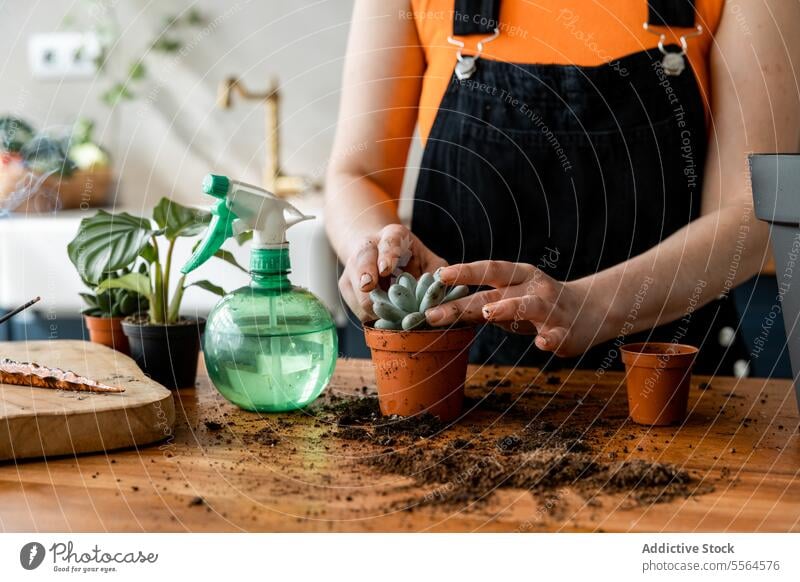 Unbekannte Person, die bei Tageslicht Erde in einen Topf mit einer Pflanze gibt Gärtner Boden Garten Wachstum hölzern Oberfläche Kaktus heimwärts Sukkulente