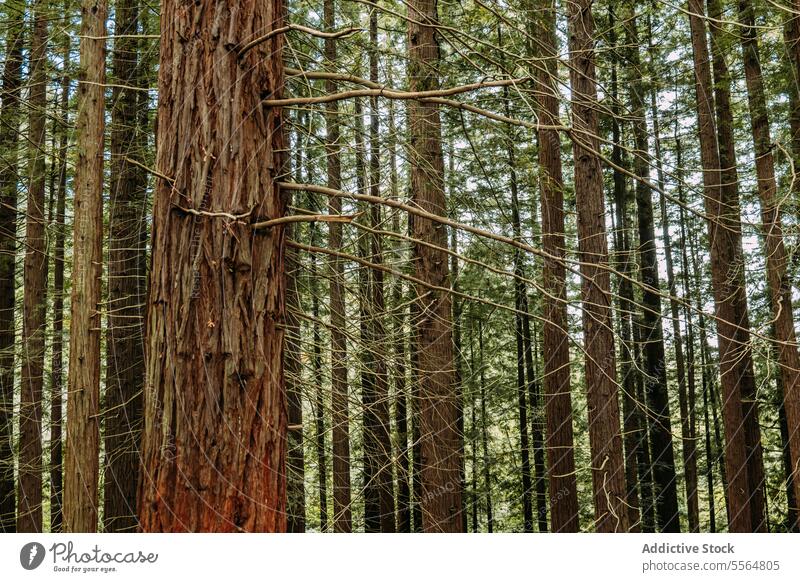 Hohe Bäume im grünen Wald an einem sonnigen Tag Baum Natur Laubwerk natürlich Umwelt Wachstum hoch Ast Kofferraum Sommer Wälder wachsen Landschaft vegetieren