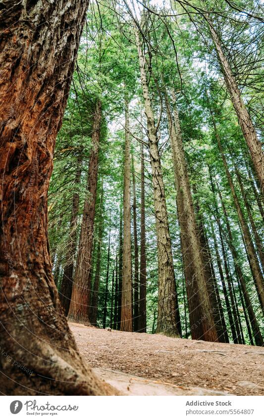 Hohe Bäume im grünen Wald an einem sonnigen Tag Baum Natur Laubwerk natürlich Umwelt Wachstum hoch Ast Kofferraum Sommer Wälder wachsen Landschaft vegetieren