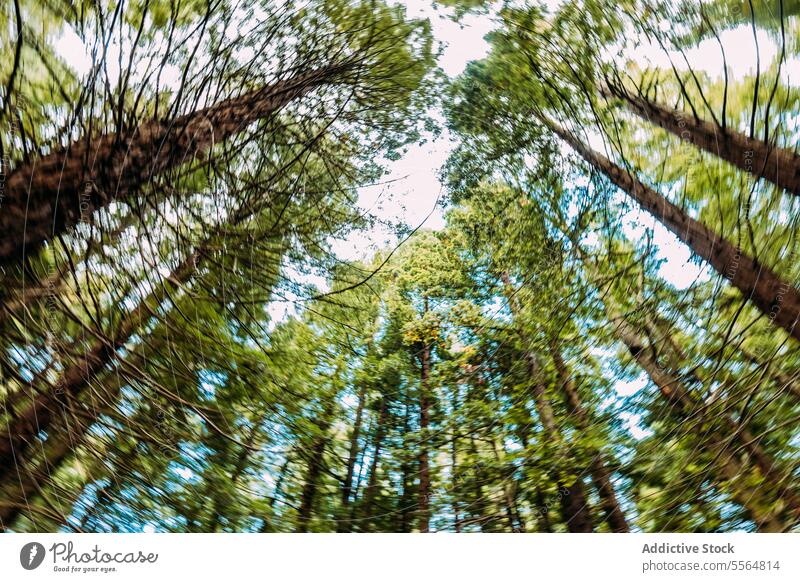 Hohe Bäume im grünen Wald an einem sonnigen Tag Baum Natur Laubwerk natürlich Umwelt Wachstum hoch Ast Kofferraum Sommer Wälder wachsen Landschaft vegetieren