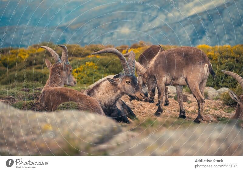 Eine Ziegenherde, die auf einem grasbewachsenen Feld steht Hausziege Herde Gras Gredos Spanien Viehbestand Landwirtschaft Ackerbau ländlich Landschaft Tiere