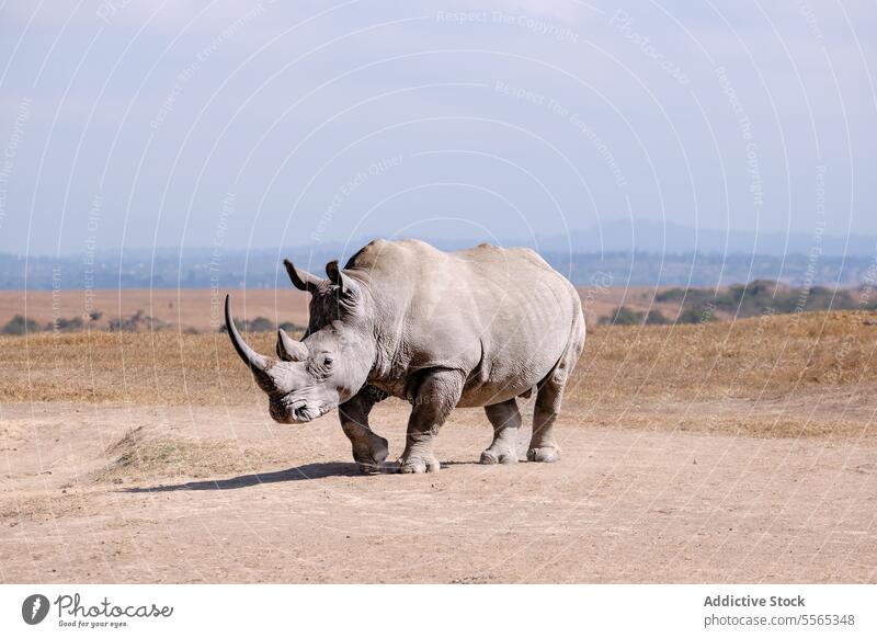 Nashorn in staubiger Savanne stehen Bäume Tierwelt Natur Säugetier Hupe Sand Feld Wildnis im Freien Tag Afrika Haut Textur Einsamkeit gefährdet Erhaltung