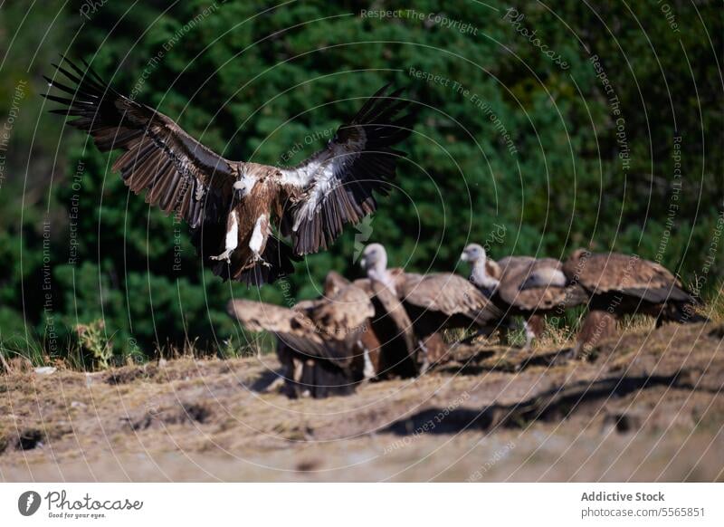 Weißer Gryffongeier landet in der Nähe der Herde Land Schwarm Boden Vogel Fliege wild Lebensraum Bargeld Prärie Ornithologie tagsüber Gefieder Tier Flügel