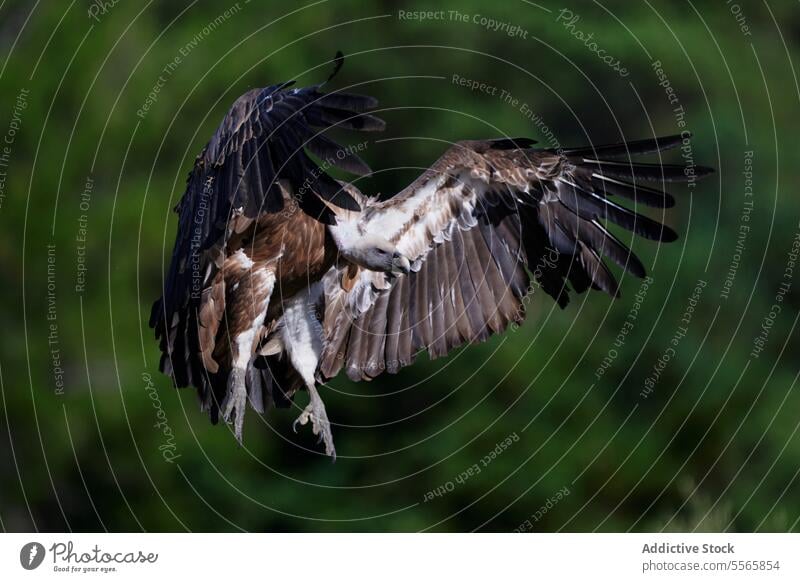 Mächtiger Geier im Flug in der Natur Fliege Vogel Gänsegeier Flügel braun Lebensraum Raubtier Gefieder Feder Ornithologie Bargeld Fauna wild Umwelt Kreatur