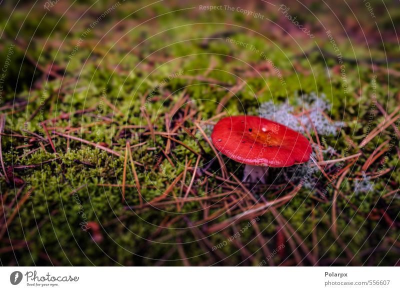 Roter Pilz Dekoration & Verzierung Natur Pflanze Erde Herbst Moos Blatt Wald Wachstum klein natürlich wild grün rot gefährlich Farbe Märchen Verschlussdeckel