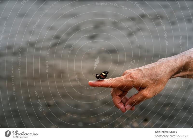 Crop unerkennbar Person zeigt Schmetterling sitzt auf Finger in der Natur Insekt Umwelt manifestieren Wald Hand Flügel Tier wild Tierwelt Flora Kreatur Fauna