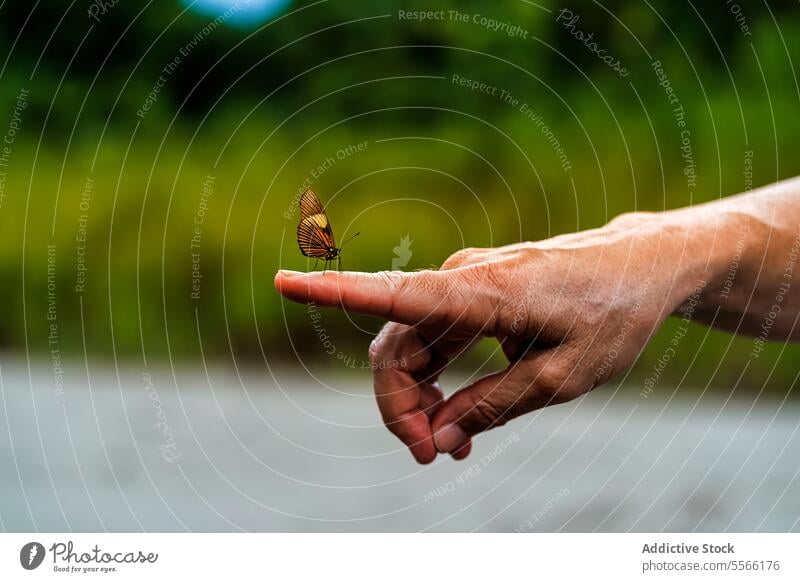 Crop unerkennbar Person zeigt Schmetterling sitzt auf Finger in der Natur Insekt Umwelt manifestieren Wald Hand Flügel Tier wild Tierwelt Flora Kreatur Fauna