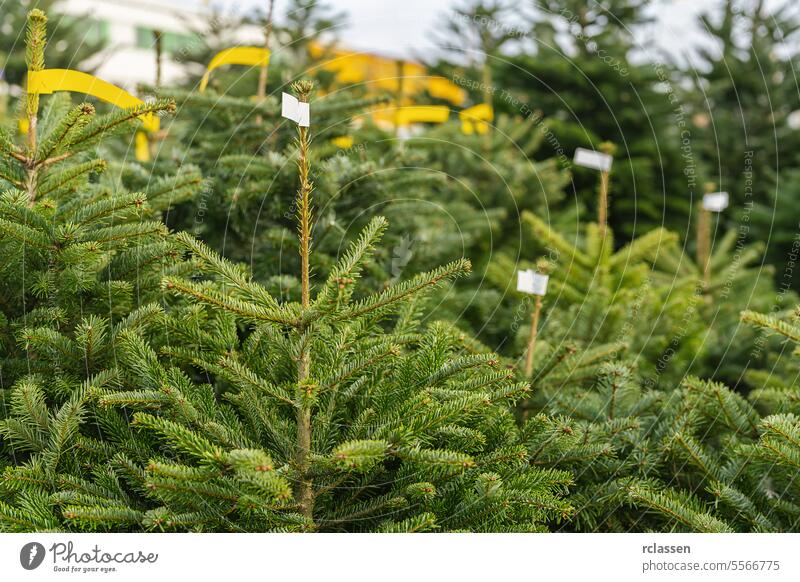 Weihnachtsbäume zum Verkauf auf dem Straßenmarkt Weihnachten Baum Sale Ackerbau Business Weihnachtsbaum Dekoration & Verzierung Außenseite Bauernhof grün