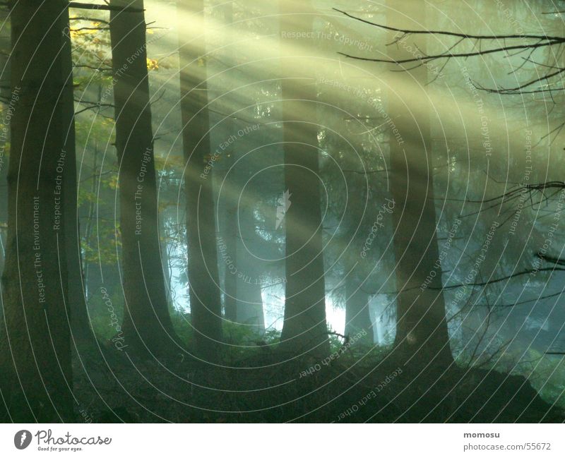 Lichtblick Wald Nadelwald Lichteinfall Nebel Sonne Beleuchtung