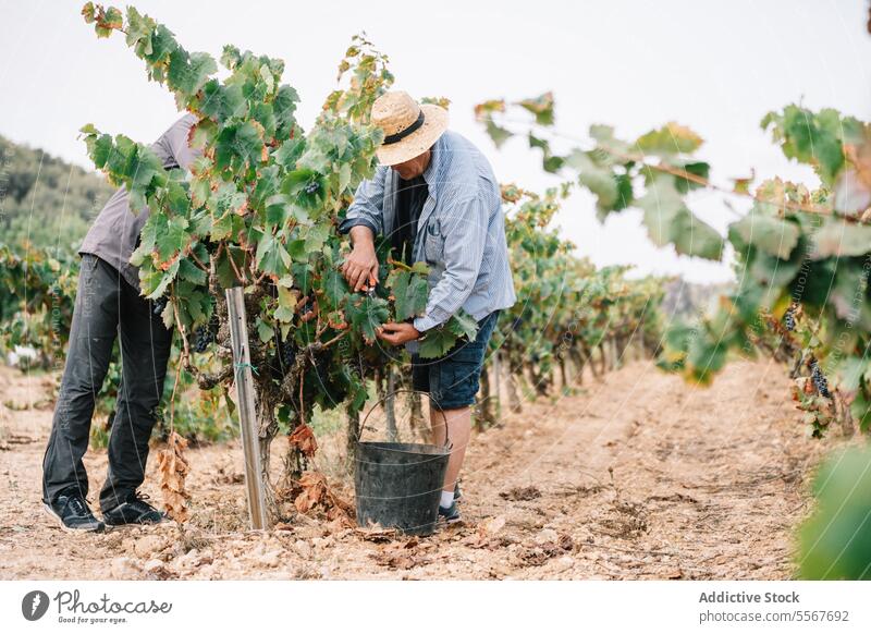 Anonyme männliche Mitarbeiter bei der Weinlese auf einem Bauernhof Landwirt Kommissionierung Traube Ernte Weinberg organisch Mitarbeiterin Beschneidung Scheren