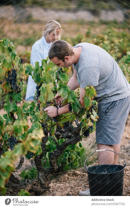 Winzer bei der Traubenernte in einer landwirtschaftlichen Plantage Landwirt Kommissionierung Haufen reif Beschneidung Scheren Ernte Frucht Mitarbeiterin