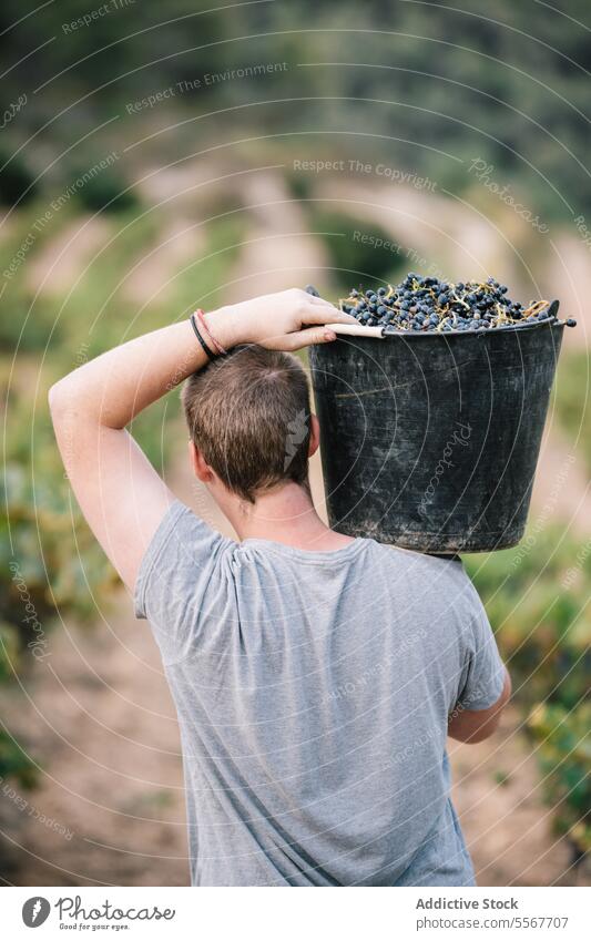 Anonymer Mann mit Eimer bei der Ernte von Bio-Trauben Landwirt tragen Weinberg Frucht Schonung Freizeitkleidung Arbeit Pflanze Bauernhof stehen Ackerbau Weingut