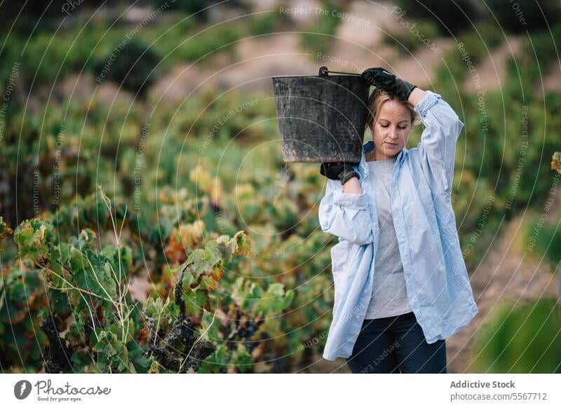 Frau trägt Eimer bei der Ernte von Bio-Trauben Landwirt Handschuh schwarz tragen Weinberg Frucht Schonung Freizeitkleidung Arbeit Pflanze Bauernhof stehen