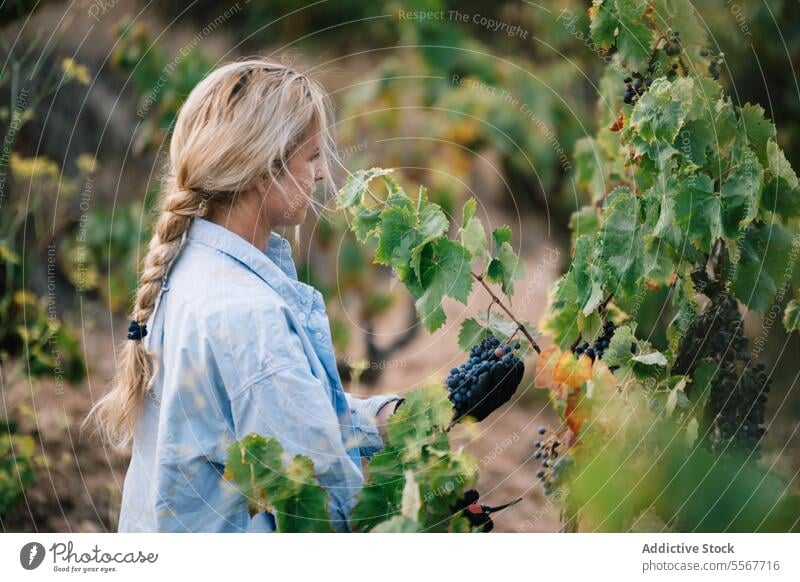 Winzer bei der Weinlese in einer landwirtschaftlichen Plantage Landwirt Frau Kommissionierung reif Traube Weinberg Seitenansicht blond Fokus Freizeitkleidung