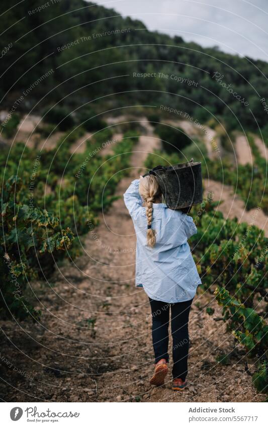 Anonyme Frau trägt Eimer bei der Ernte von Bio-Trauben Landwirt tragen Weinberg Frucht Schonung Freizeitkleidung Arbeit Pflanze Bauernhof stehen Ackerbau