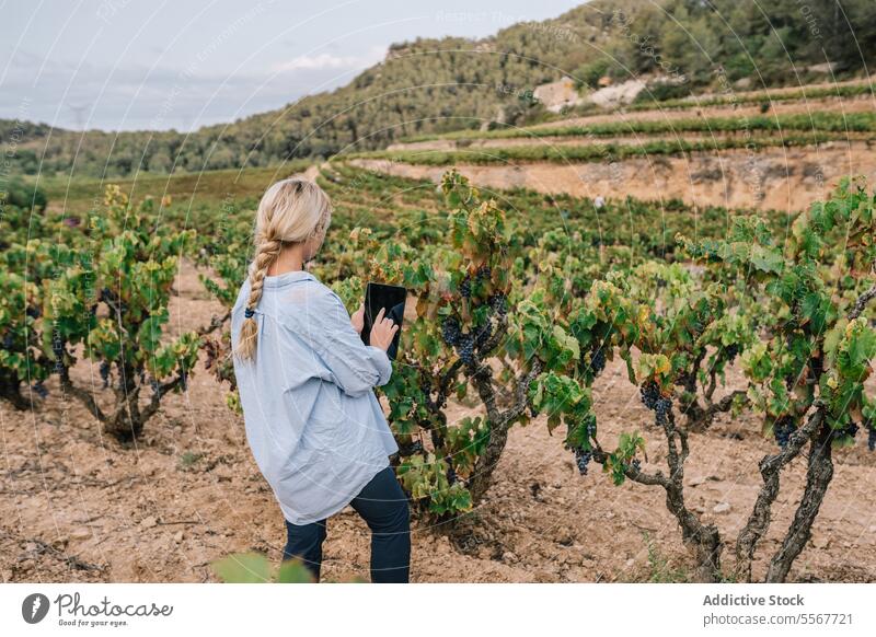 Anonyme Frau benutzt digitales Tablet im Weinberg Agronomin Tablette untersuchen Fokus Freizeitkleidung Gerät Traube Frucht Internet wachsen Natur grün stehen