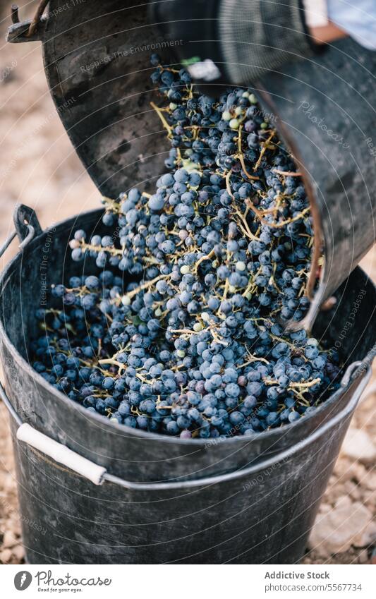 Landwirt schüttet frische Trauben in einen Eimer Container Weinberg Frucht Lebensmittel von oben Bauernhof Arbeiter Gesundheit saftig Vitamin Ernte Weingut