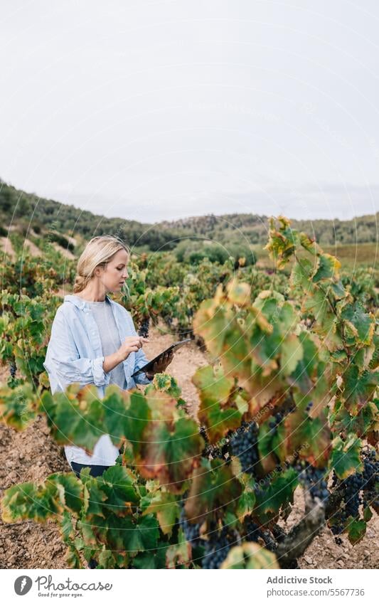 Frau benutzt digitales Tablet im Weinberg Agronomin Tablette untersuchen Seitenansicht Fokus Freizeitkleidung Gerät Traube Frucht Internet wachsen Natur grün