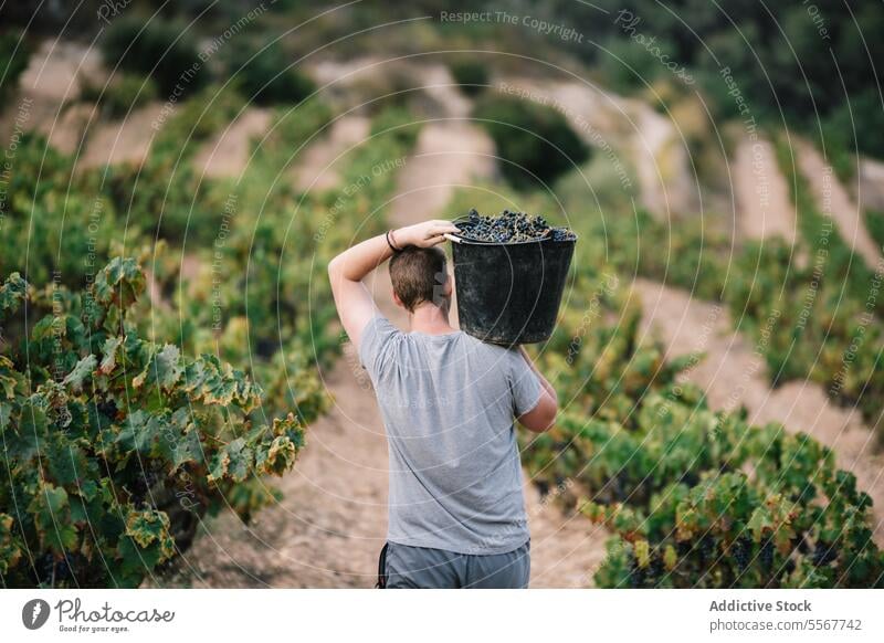 Anonymer Mann mit Eimer bei der Ernte von Bio-Trauben Landwirt tragen Weinberg Frucht Schonung Freizeitkleidung Arbeit Pflanze Bauernhof stehen Ackerbau Weingut