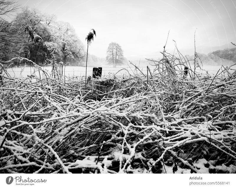 Neblige winterliche Landschaft in s/w Winter Weide Zaun Bäume ländlich Zaunpfahl Zweige Gräser Schnee Frost kalt Wolken Natur Himmel weiß Sträucher Schilf