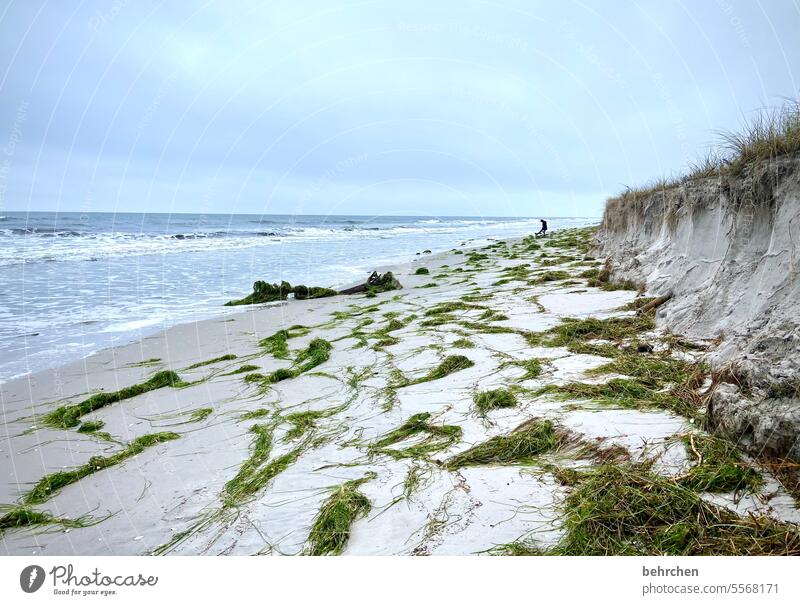 angespült Angespült Düne Dünengras Algen Seegras Wolken Himmel Darß Ostsee Meer Strand Wellen Wasser Natur Farbfoto Küste Landschaft Ostseeküste