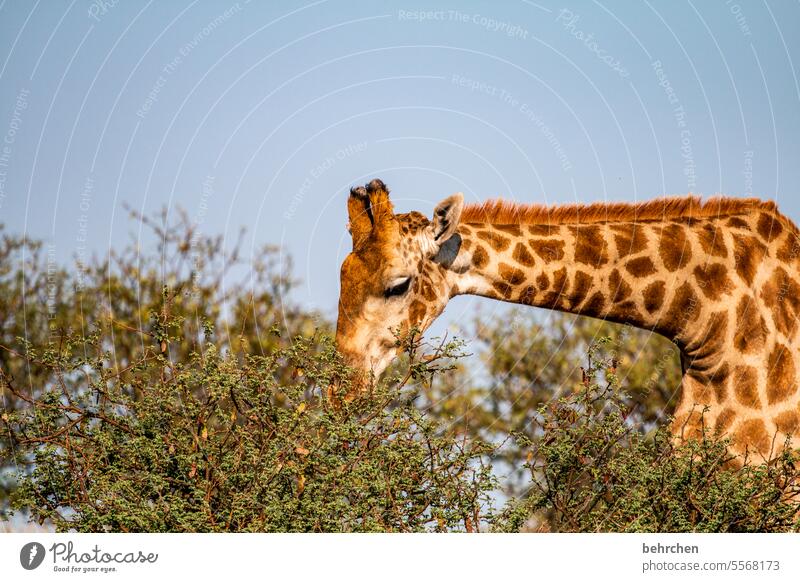 lass den kopf nicht hängen wild Afrika Namibia Außenaufnahme Ferne Fernweh Farbfoto Freiheit Ferien & Urlaub & Reisen Landschaft Abenteuer Natur Wärme besonders