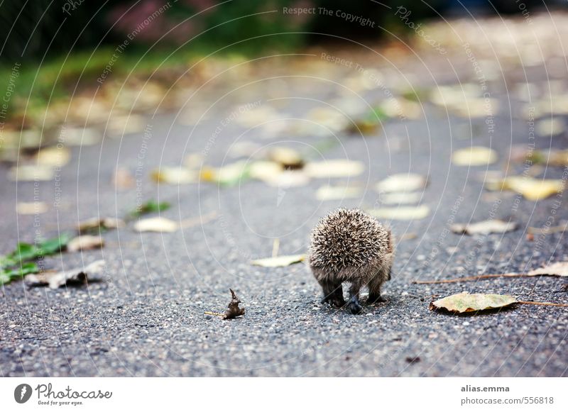 Gute Reise kleiner Igel Tier Wildtier Winter Herbst Einsamkeit reise Winterschlaf stachelig Stachel Garten