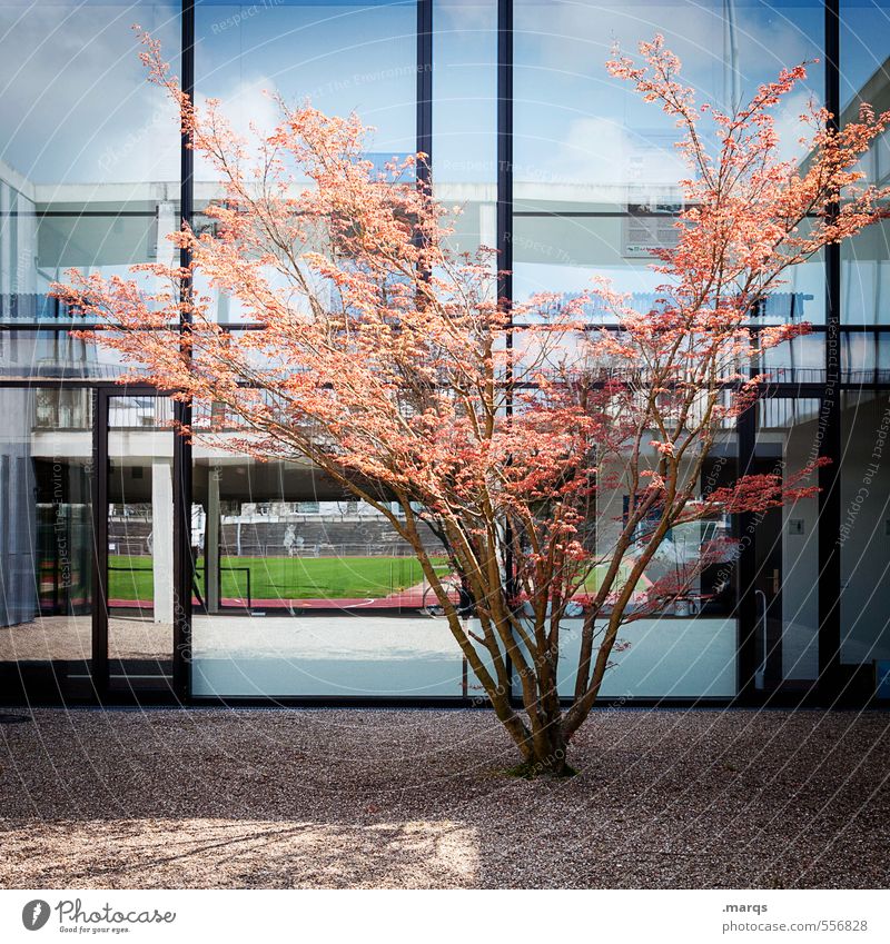 Bäumchen Stil Design Natur Herbst Schönes Wetter Baum Gebäude Architektur Fassade Fenster Linie hell modern neu blau orange schwarz Leben Vergangenheit