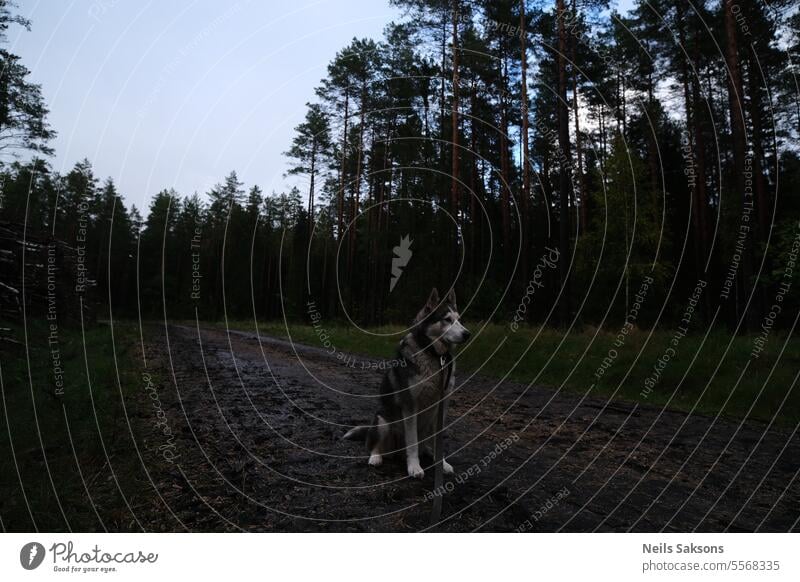 grauer Hund der Rasse Alusky auf einem Waldweg sitzend Alaska alaskan-malamute alusky Tier Hintergrund schön züchten braun Eckzahn Kreuzung niedlich heimisch