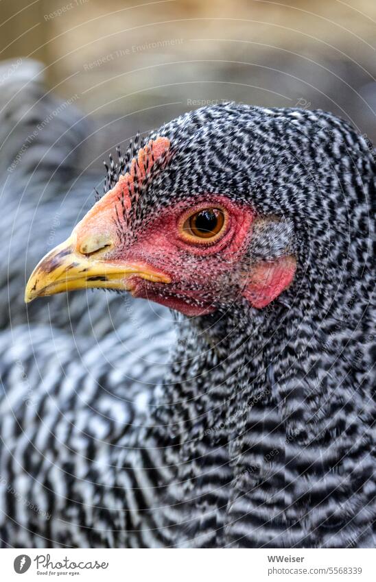 Ein hübsch gemustertes Huhn wagt den Blickkontakt Federvieh Geflügel Nutztier Vogel schön Auge Portrait Schnabel Kopf Vogelkopf neugierig aufmerksam Gefieder