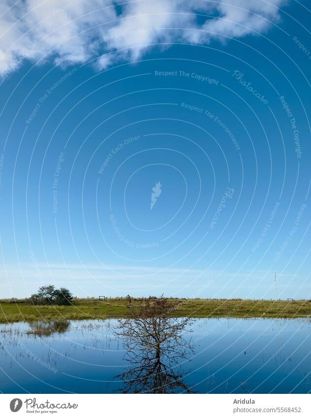 Überflutete Deichwiesen mit blauem Himmel und weißer Wolke Wasser Überschwemmung unter Wasser Außenaufnahme Reflexion & Spiegelung Landschaft Strauch Busch