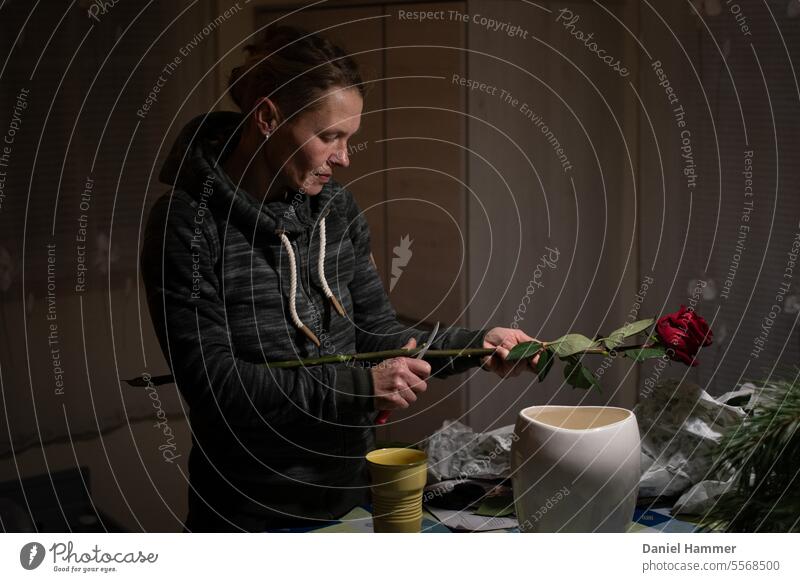 Frau entfernt die Stacheln einer rote Rose Blume beschenkt Innenaufnahme Farbfoto schenken geben Liebesbekundung Geschenk Erwachsene feminin Valentinstag