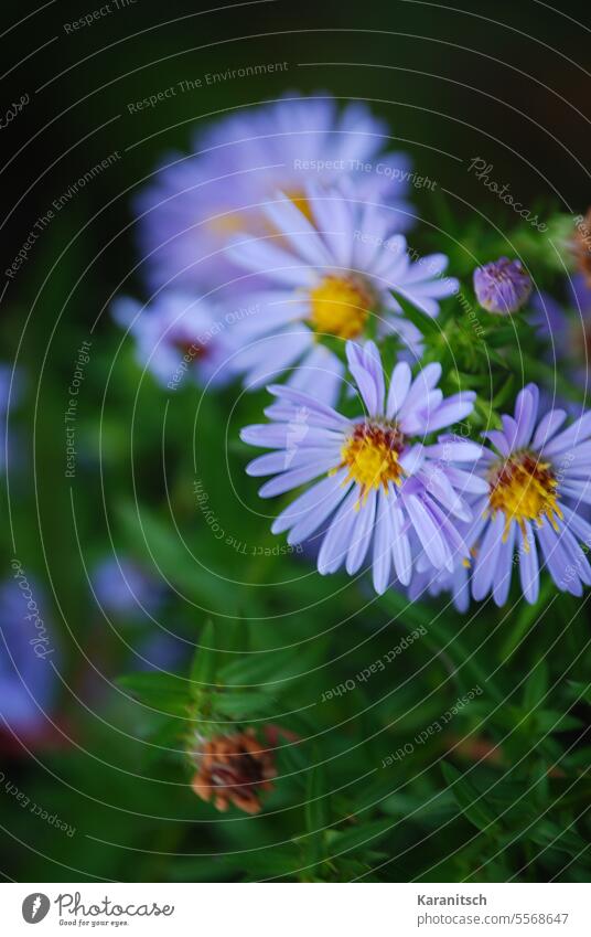 Kleine Astern blühen im Garten Zwergastern Asteraceae Korbblütler Blüten Blumen Pflanzen grün lila gelb Blütenblätter zart