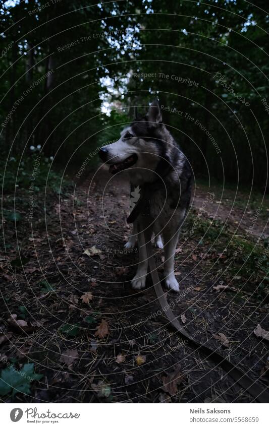 Sibirischer Schlittenhund auf Waldweg am Abend bezaubernd Tier Herbst Hintergrund schön blau züchten Eckzahn Hund Hündchen Gesicht grau Blick Natur im Freien