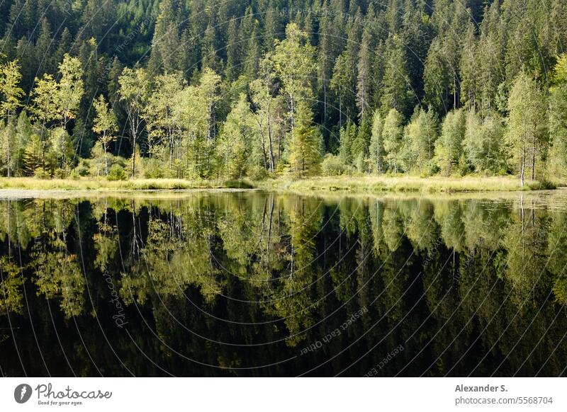 See im Wald mit Spiegelung im Wasser Waldsee Schwarzwald Ellbachsee Baiersbronn Bäume Reflexion & Spiegelung Natur Naturerlebnis Naturtourismus Wasserspiegelung