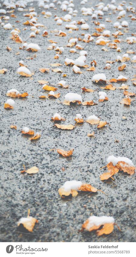 Gefallene Herbstblätter mit Schnee bedeckt Blätter Winter Natur kalt Frost Herbstlaub Umwelt im Freien Blatt saisonbedingt Saison frostig weiß kalte Temperatur