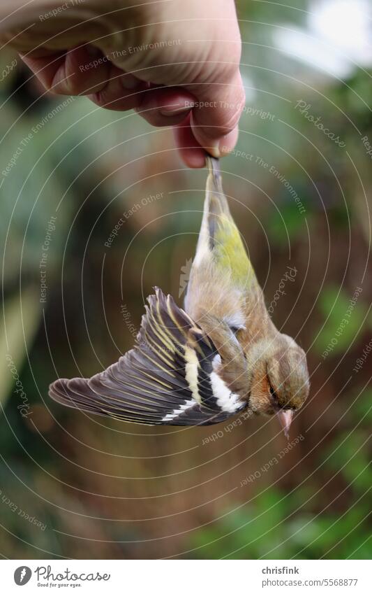 Toter Vogel wird an Schwanzfeder gehalten tot tod flügel finger Halten Umwelt Schutz Kadaver Tod Totes Tier Vergänglichkeit Traurigkeit Trauer Flügel Natur