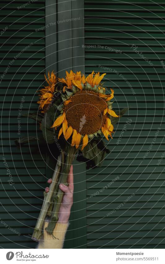 Sonnenblumen gelb grün Natur natürlich schön Blumenstrauß Geschenk Muttertag Herbst Herbststimmung Blüte Pflanze Sommer geblümt Landwirtschaft Sonnengelb