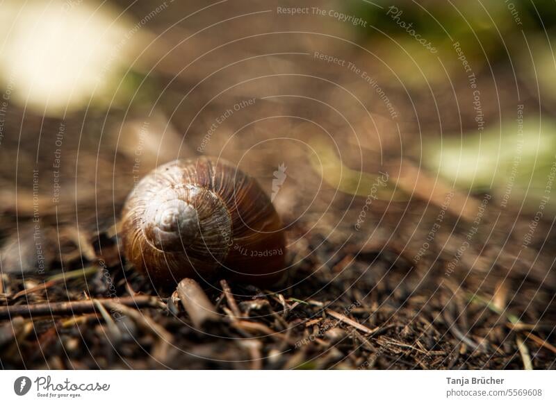 Braunes Schneckenhaus auf herbstlichem Waldweg Schneckenhäuschen Schneckentempo Weinbergschnecke Verstecken versteckt langsam Langsamkeit Herbst Ruhe ausruhen