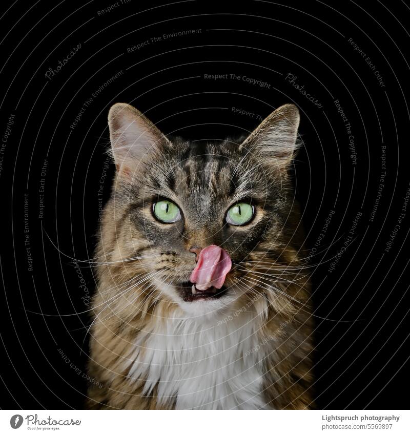 Porträt einer lustigen Langhaarkatze, die sich die Lippen leckt. Quadratisches Bild isoliert auf schwarzem Hintergrund. Hauskatze Maine Coon